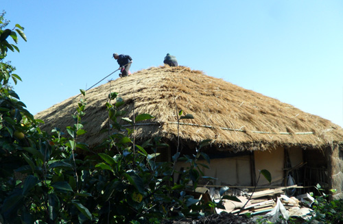 초가 이엉 올리기. 낙안읍성 민속마을에서 초가집의 새 이엉 올리기 작업이 펼쳐지고 있다.