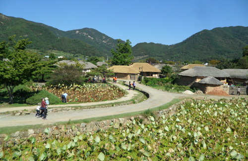 낙안읍성 민속마을 풍경. 금전산 자락에 초가집이 옹기종기 모여있다.