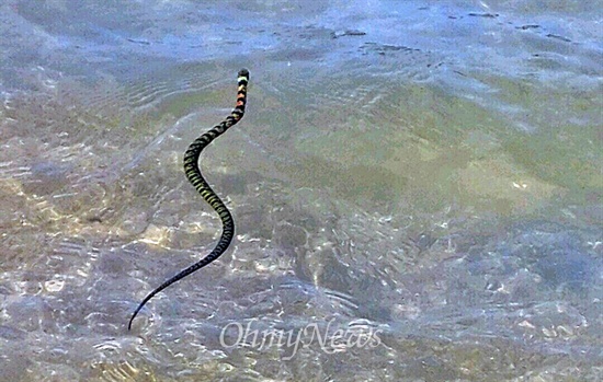 13일 경북 예천 오천교 부근의 내성천에서 꽃뱀이 물을 건너고 있다. 
