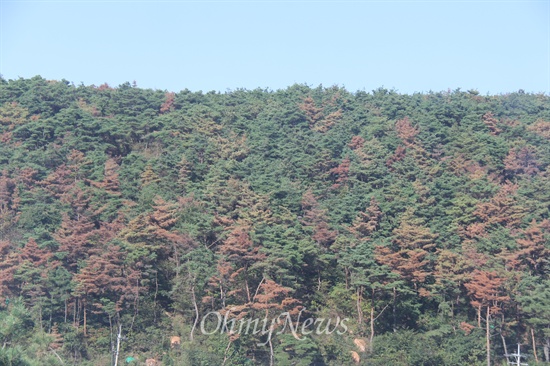 경남 밀양, 김해, 거제지역에 소나무재선충이 창궐하면서 많은 나무들이 말라 죽고 있다. 사진은 무척산 자락에 소나무가 집단으로 말라 죽은 모습.