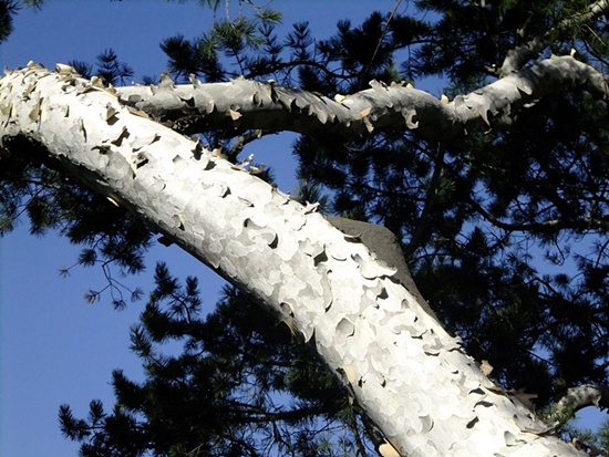 백송은 어릴 적엔 회청색, 나이를 먹을수록 흰색을 띄는 희귀한 소나무다.