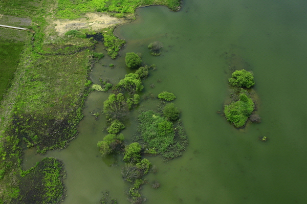녹조로 가득해진 낙동강 경천대 상류의 모습 