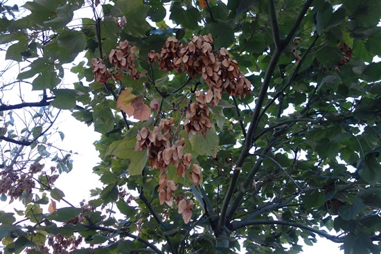  벽오동 나무 열매