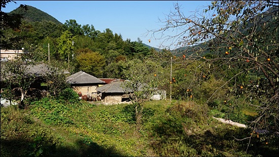  길의 끝에 있는 구담마을엔 감이 익어가고 있다.