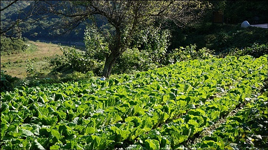  속을 꽉 채운 배추가 고랑을 따라 열 지어 있는 텃밭 풍경