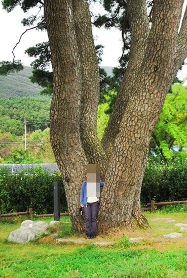 나무에 선 어른을 보면 귀학송의 크기가 가늠이 된다 