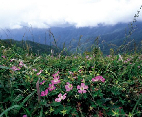 야생화의 천국으로 불리는 소백산은 풍성한 들꽃으로 가을 등산의 낭만과 여유로움을 한결 더해준다.