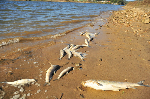 지난 해 10월, 금강변에 떠오른 물고기