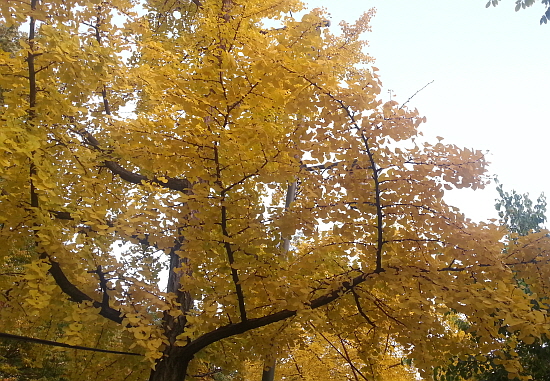 노란 은행잎을 보노라면 가을이 무르익었음을 느낀다.