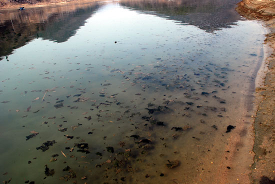 예전 금강은 비단 강이라 불릴 정도로 여울과 모래톱이 발달했었다. 수많은 생명을 품고 살았던 금강은 녹조 사체만 가득한 하수처리장이 되었다. (2013년 10월 21일 촬영)
