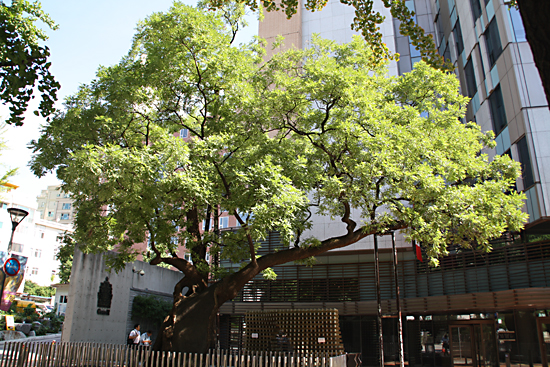 캐나다대사관 앞 회화나무. 중구 보호수인 이 나무는 수령 520년이 넘는다.
