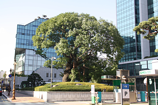 농협중앙회 뒤편 회화나무. 원래 위치는 사진 오른쪽 건물 있는 곳이었으나 1986년 현재의 위치로 옮겨 심었다.