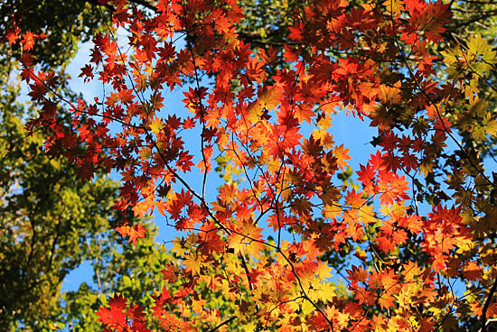 청평사계곡, 푸른 하늘 아래 붉게 물든 단풍잎.