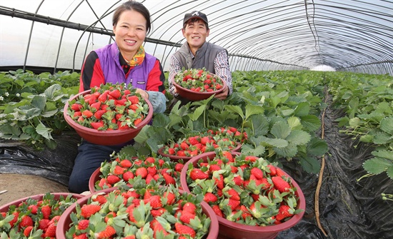 함양 지곡면 창평리 홍걸홍(45)씨 부부의 딸기 수확.