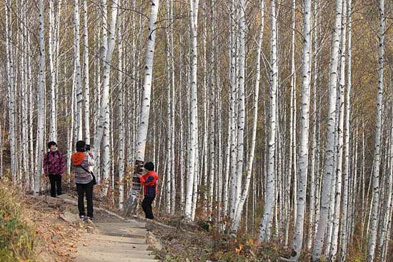 자작나무숲 탐방로에서 서서 기념 촬영을 하는 여행객들.