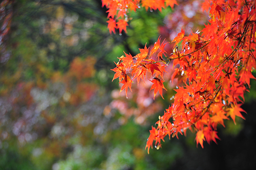  하산길의 단풍