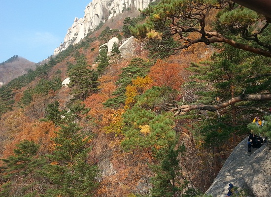   흐드러지게 핀 단풍이 아름답다.