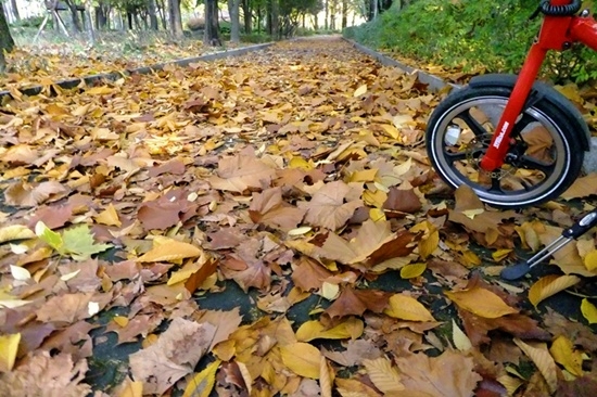 큰 낙엽들이 보행로와 자전거 도로 위를 융단처럼 덮어 버렸다.  