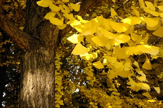 수나무인지 은행나무 열매 특유의 냄새가 안나서 편안하게 노랑빛깔을 감상했다. 