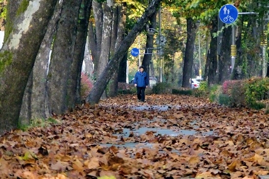 회색빛 화랑로 도로변을 서정적인 가로수길로 바꿔주는 플라타너스 나무와 풍성한 낙엽.