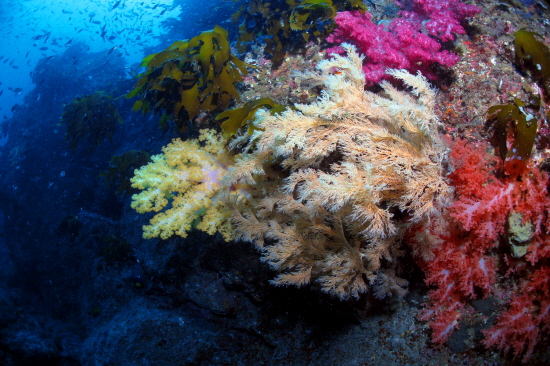강정등대 바다 속 수심 15미터에는 각양각색의 연산호 무리들이 서식한다