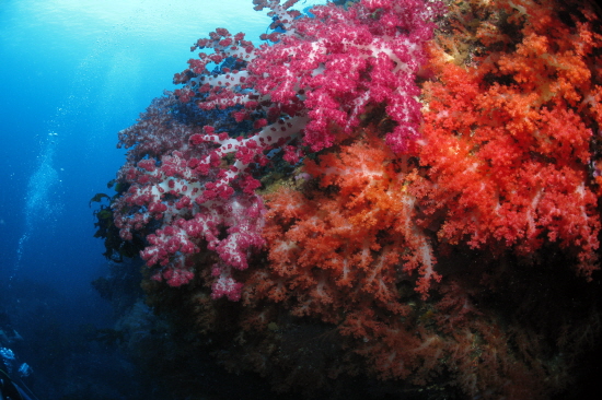 강정등대에서 촬영한 가시수지맨드라미, 큰수지맨드라미, 분홍바다맨드라미 군락