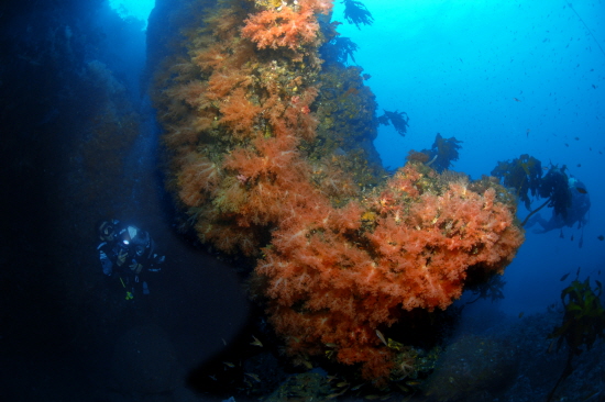 제주해군기지 인근의 서건도에서 촬영한 분홍바다맨드라미 군락