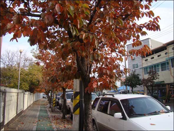 영동 감나무 거리의 단풍.(2013.11.3)
