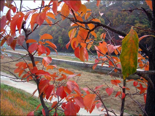감나무 잎 단풍(2013.11.3)