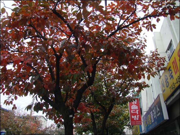영동 감나무 거리 단풍(2013.11.30