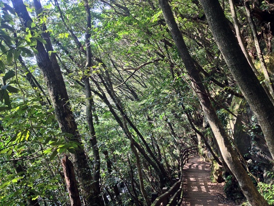 구실잣밤나무, 븕가시나무, 사스레피나무, 종가시나무 등 다양한 상록수로 가득한 돈내코 산책로