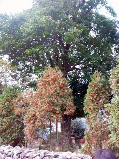 직전마을의 목련나무.