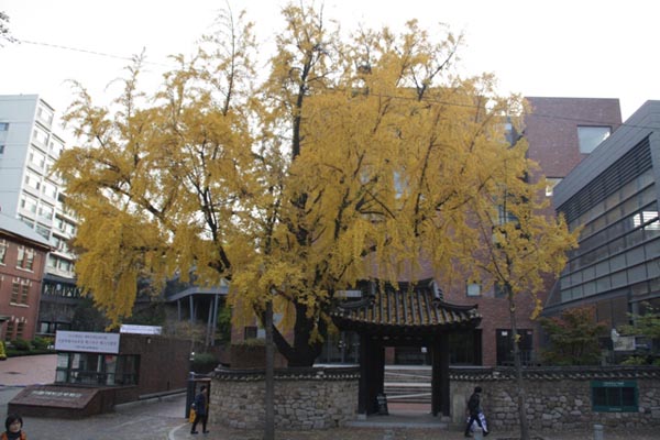 이화학당 정문 옆 은행나무. 은행나무가 노란 잎을 연신 떨어뜨리고 있다.