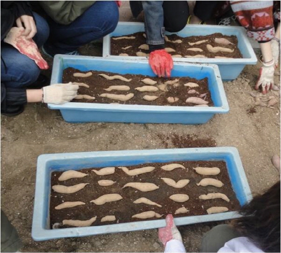 봄이 되면 플라스틱이나 스티로폼상자에서 싹틔우기(모종)을 할 수 있다. 고구마 모종을 만들고 있는 모습. 흙을 5cm 정도 덮어주고 물은 한번만 주고 햇볕이 좋은 곳에 두면 된다.