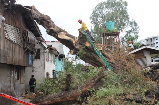 30호 태풍 하이옌으로 인해 막대한 피해를 입은 필리핀 세부시에서 복구반이 가옥을 덮친 나무를 제거하는 작업을 진행하고 있다.