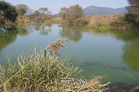 경북 구미시 선산읍 원리 대망천과 낙동강이 만나는 지점의 물이 고여 녹조를 이루고 있다.