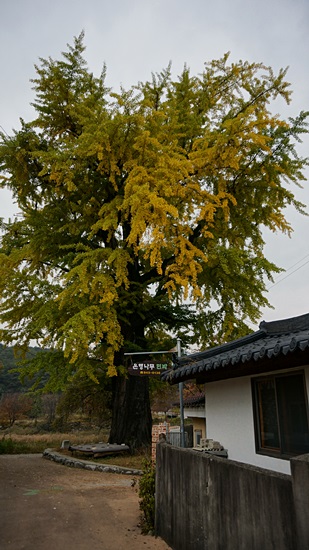  유학의 고장답게 오랜 세월 마을을 지키고 있는 구연동의 은행나무