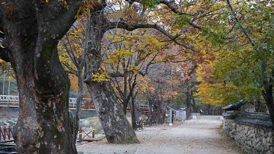  만추의 구연동 마을길. 요수 신권 선생이 ‘구연재’라는 정사를 지어 제자들을 가르치기 시작하여 동네 이름은 ‘구연동’이 되었다.
