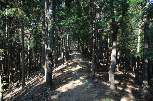 활성산성 편백숲. 산성 안팎으로 편백나무가 우거져 숲을 이루고 있다. 보부상길은 이 편백숲을 가로질러 걷는다.