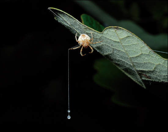 거미줄을 뭉쳐 만든 철퇴를 늘어뜨린채 사냥감을 기다리고 있는 여섯뿔가시거미.제작진 중 한사람인 곤충전문가 성기수씨 사진이다.
