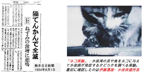 고양이 실험 결과를 토대로 미나마타병의 발병원인을 최초보도한 지역일간지인 구마니찌니찌신문(熊本日日新聞) 기사(1954년 8월 1일). 하지만 일본 정부는 아무런 조치를 취하지 않았다.