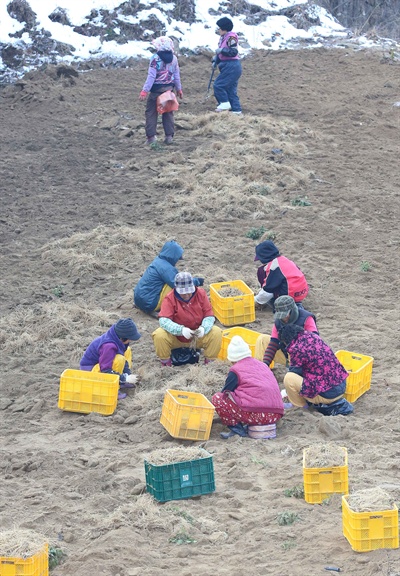 4일 함양 마천면 촉동마을 농민들이 삼채밭에서 뿌리부추인 삼채(三菜)를 수확하고 있다.