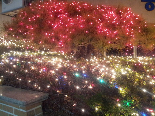 기자의 아파트 입구 나무들은 매 년 이맘때쯤이면 크리스마스 트리로 변신한다.