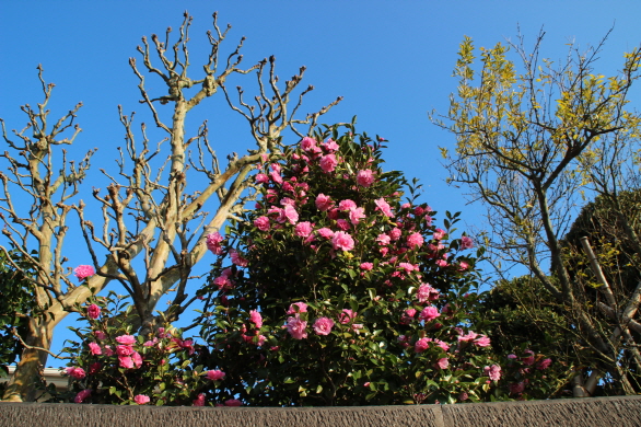 혼도항의 미나토마치에서는 11월말에도 꽃을 볼 수 있다. 