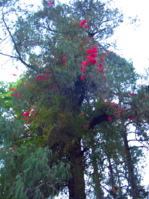 삼나무를 타고 올라간 부겐빌레아 꽃