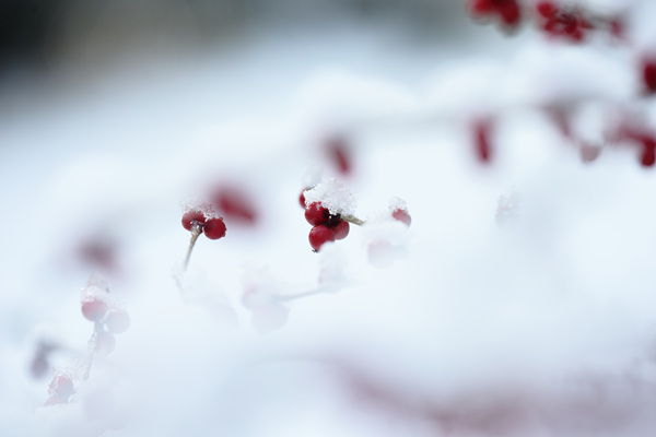 하얀 눈 내린 서울의 아침, 붉은 낙산홍의 열매가 눈 속에서 빛난다.