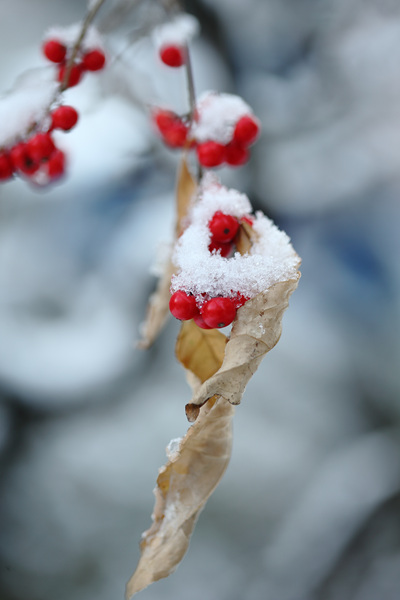 붉은 열매와 하얀 눈과 퇴색되어가는 이파리 모두 세월의 흔적을 담고 있다.
