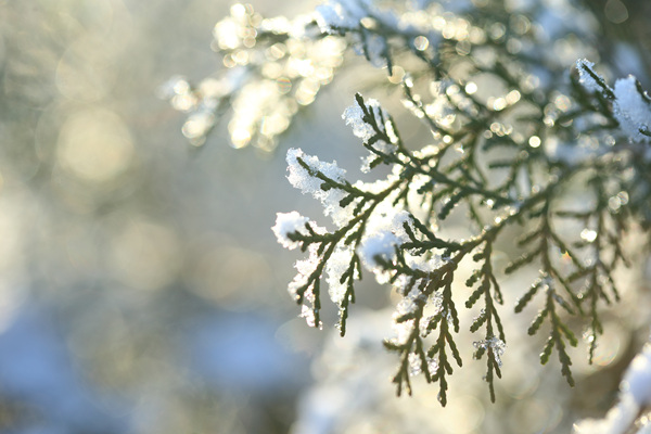 사철푸른 나무의 이파리에도 하얀 눈이 쌓였다. 나무의 이파리가 두 손을 바쳐들고 눈을 받은 듯하다. 