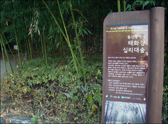 제13회 아름다운 숲-공존상 수상한 울산 십리대숲(2013.12)
