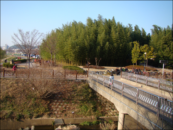 십리대숲 공원(2013.12)
